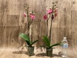 Double Spikes Phalaenopsis Golden Beth (3" pot) - Image 4