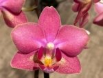Light Fragrant Double Spikes Phalaenopsis Diffusion Mottled Leaves (3" pot) - Image 4