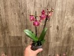 Light Fragrant Double Spikes Phalaenopsis Diffusion Mottled Leaves (3" pot) - Image 5