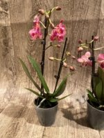 Light Fragrant Double Spikes Phalaenopsis Diffusion Mottled Leaves (3" pot) - Image 6