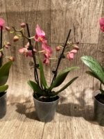 Light Fragrant Double Spikes Phalaenopsis Diffusion Mottled Leaves (3" pot) - Image 9