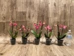 Light Fragrant Double Spikes Phalaenopsis Diffusion Mottled Leaves (3" pot) - Image 11