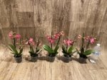 Light Fragrant Double Spikes Phalaenopsis Diffusion Mottled Leaves (3" pot) - Image 12