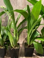 In Spike Zypgopetalum Jumpin Jack (3.5" pot) - Image 6