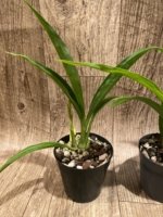 Phaius Lady Ramona Harris 'Looking you' (3.5” pot) - Image 9