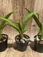 Phaius Lady Ramona Harris 'Looking you' (3.5” pot) - Image 10