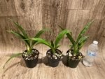 Phaius Lady Ramona Harris 'Looking you' (3.5” pot) - Image 8