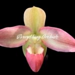 In Spike Phragmipedium Kelly Nash (Eric Young × fischeri) (3.5”Pot)