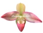 In Spike Phragmipedium Kelly Nash (Eric Young × fischeri) (3.5”Pot) - Image 2