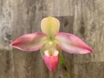 In Spike Phragmipedium Kelly Nash (Eric Young × fischeri) (3.5”Pot) - Image 3