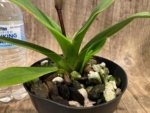 In Spike Phragmipedium Kelly Nash (Eric Young × fischeri) (3.5”Pot) - Image 7