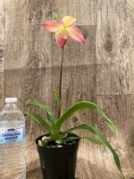 In Spike Phragmipedium Kelly Nash (Eric Young × fischeri) (3.5”Pot) - Image 4
