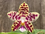Double Spikes Fragrant Phalaenopsis Lyndon Mix Zebra (2.5” Pot)