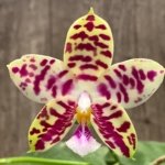 Double Spikes Fragrant Phalaenopsis Lyndon Mix Zebra (2.5” Pot)