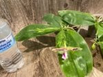 Double Spikes Fragrant Phalaenopsis Lyndon Mix Zebra (2.5” Pot) - Image 4