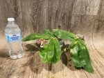 Double Spikes Fragrant Phalaenopsis Lyndon Mix Zebra (2.5” Pot) - Image 7