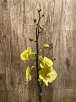 In Spikes Phalaenopsis KS Big Stone Big Lip (4.5" pot) - Image 4