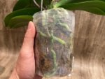 In Spikes Phalaenopsis KS Big Stone Big Lip (4.5" pot) - Image 8
