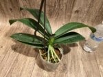 In Spikes Phalaenopsis KS Big Stone Big Lip (4.5" pot) - Image 7