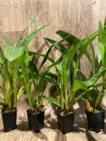 Zygoneria Adelaide Meadows ‘SVO 4n’ (2” pot) - Image 7