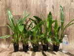 Zygoneria Adelaide Meadows ‘SVO 4n’ (2” pot) - Image 4