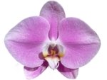 In Spike Phalaenopsis Shulong Soft Pink ‘Large Flowers’ (4.5" pot) - Image 2