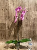In Spike Phalaenopsis Shulong Soft Pink ‘Large Flowers’ (4.5" pot) - Image 6