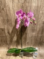 In Spike Phalaenopsis Shulong Soft Pink ‘Large Flowers’ (4.5" pot) - Image 7
