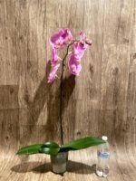 In Spike Phalaenopsis Shulong Soft Pink ‘Large Flowers’ (4.5" pot) - Image 8