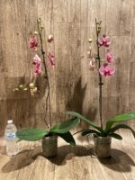 In Spikes Phalaenopsis Sogo Sun Beauty Huge Plant (4.5" pot) - Image 4