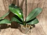 In Spikes Phalaenopsis Sogo Sun Beauty Huge Plant (4.5" pot) - Image 9