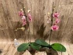 In Spikes Phalaenopsis Sogo Sun Beauty Huge Plant (4.5" pot) - Image 6