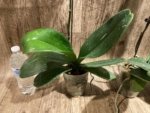 In Spikes Phalaenopsis Sogo Sun Beauty Huge Plant (4.5" pot) - Image 15