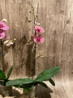 In Spikes Phalaenopsis Sogo Sun Beauty Huge Plant (4.5" pot) - Image 14