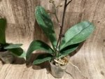 In Spikes Phalaenopsis Sogo Sun Beauty Huge Plant (4.5" pot) - Image 16