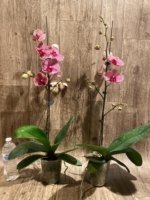 In Spikes Phalaenopsis Sogo Sun Beauty Huge Plant (4.5" pot) - Image 11