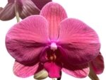39” Tall Spike Phalaenopsis Asian Coral (4.5" pot) - Image 2