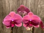 39” Tall Spike Phalaenopsis Asian Coral (4.5" pot) - Image 5