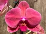 39” Tall Spike Phalaenopsis Asian Coral (4.5" pot) - Image 3