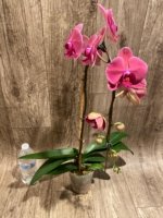 39” Tall Spike Phalaenopsis Asian Coral (4.5" pot) - Image 6