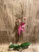 39” Tall Spike Phalaenopsis Asian Coral (4.5" pot) - Image 9