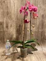 39” Tall Spike Phalaenopsis Asian Coral (4.5" pot) - Image 10
