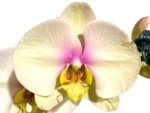 In Spike Phalaenopsis Waterloo (4.5" pot) - Image 2