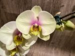 In Spike Phalaenopsis Waterloo (4.5" pot) - Image 3