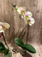 In Spike Phalaenopsis Waterloo (4.5" pot) - Image 9
