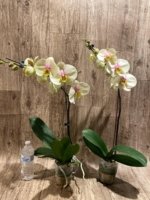 In Spike Phalaenopsis Waterloo (4.5" pot) - Image 6