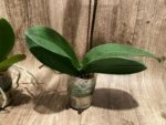 In Spike Phalaenopsis Waterloo (4.5" pot) - Image 11