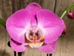 Double Tall Spikes Phalaenopsis Purple Dust (4.5" Pot) - Image 2