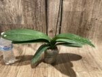 Double Tall Spikes Phalaenopsis Purple Dust (4.5" Pot) - Image 6