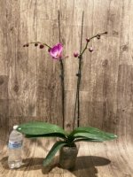 Double Tall Spikes Phalaenopsis Purple Dust (4.5" Pot) - Image 5